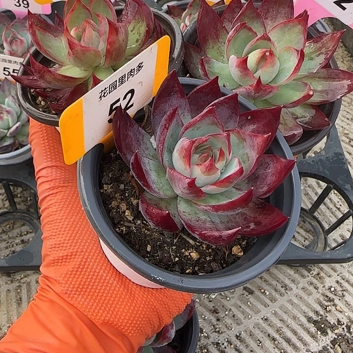 玲***玲62.242.52 惊鸿仙子多肉植物7-9cm