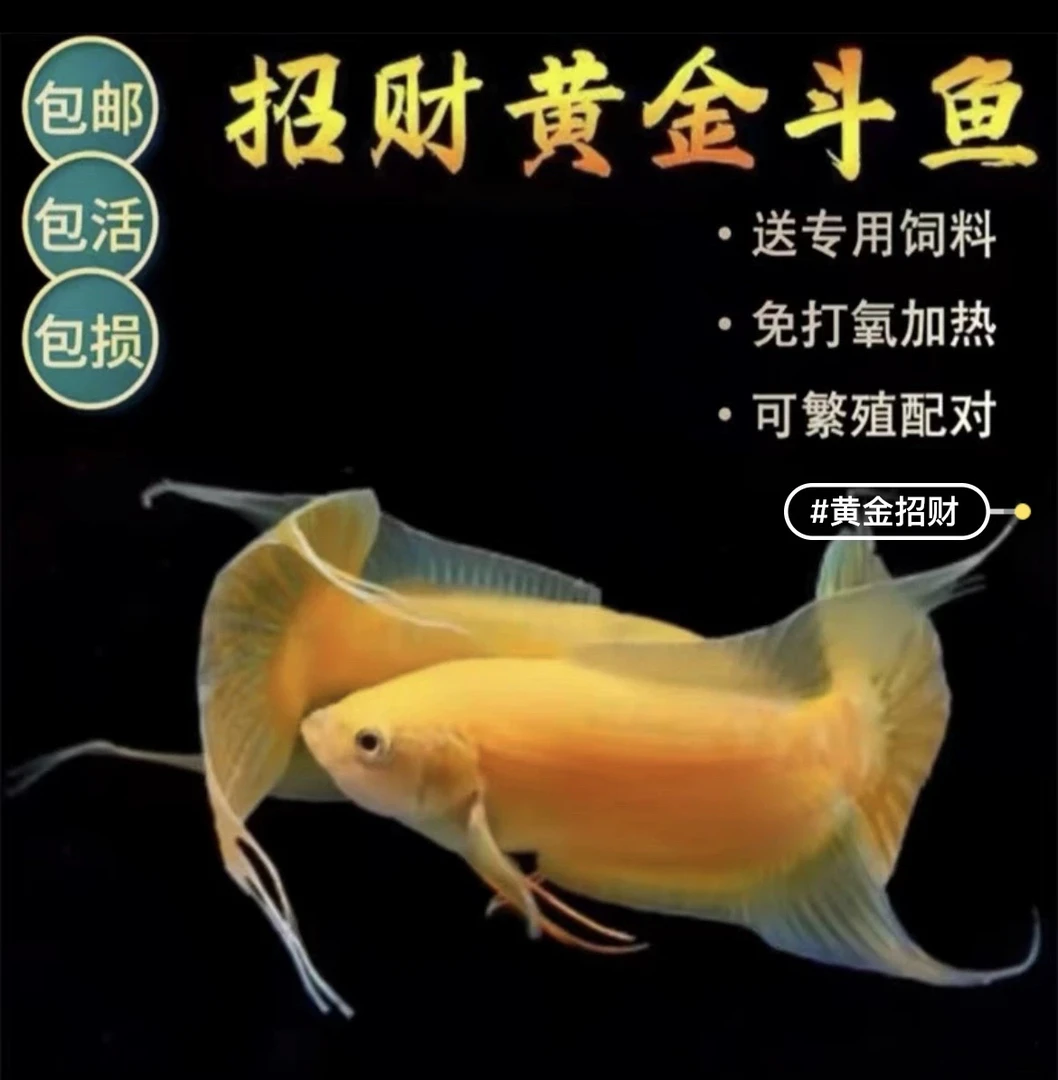 中国斗鱼招财斗鱼玄黄斗鱼冷水淡水观赏鱼好养耐活黄金斗鱼免打氧