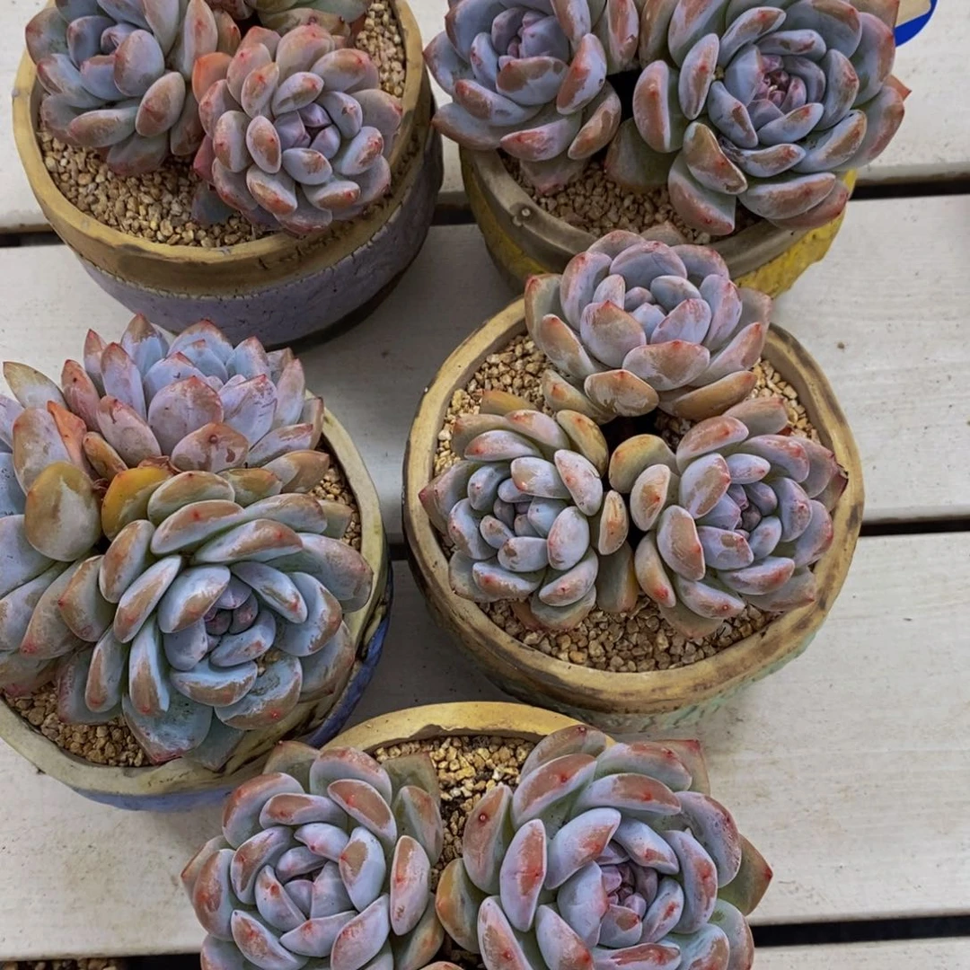 12-精品母本石榴籽星影群一个