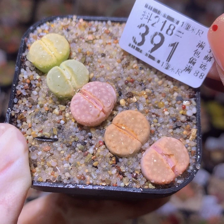 精品生石花218.391