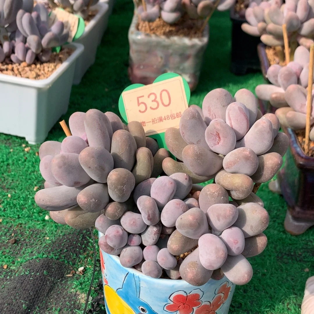 米可奶无砍微瑕疵530