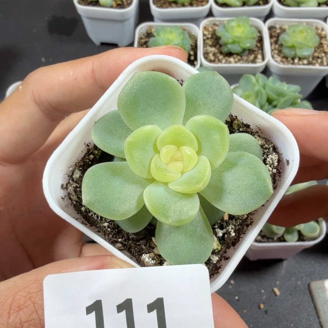 谪仙单头一物一拍111