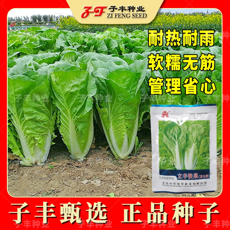 夏季耐热速生快菜种子绿亨立丰快菜秋季早熟小白菜种籽毛白菜种孑