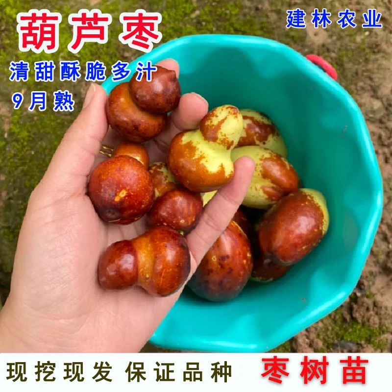 嫁接二代葫芦枣枣树活苗脆甜枣苗盆栽地栽当年结果果树果苗