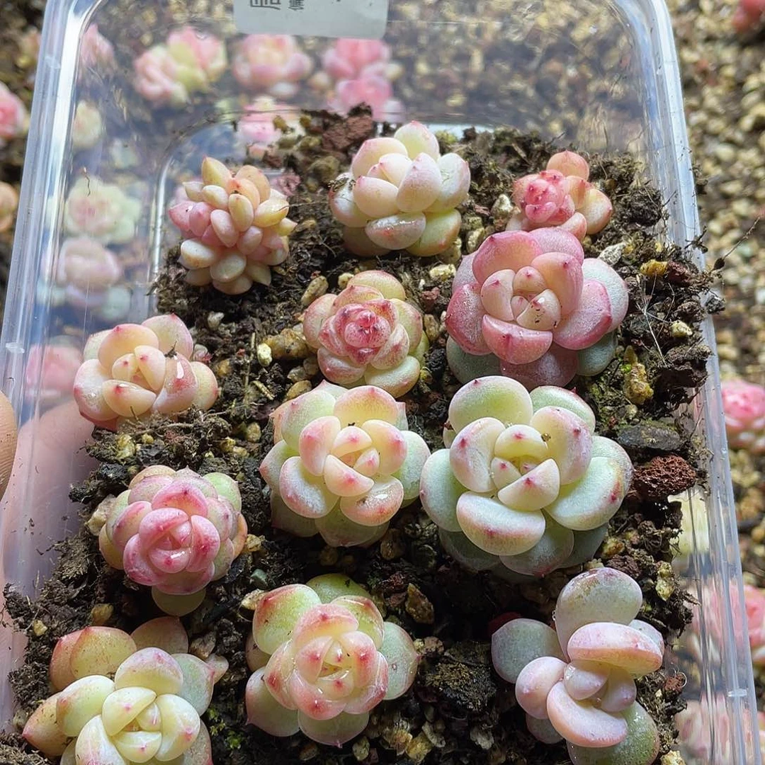 有***冷珍妮混一物一拍318