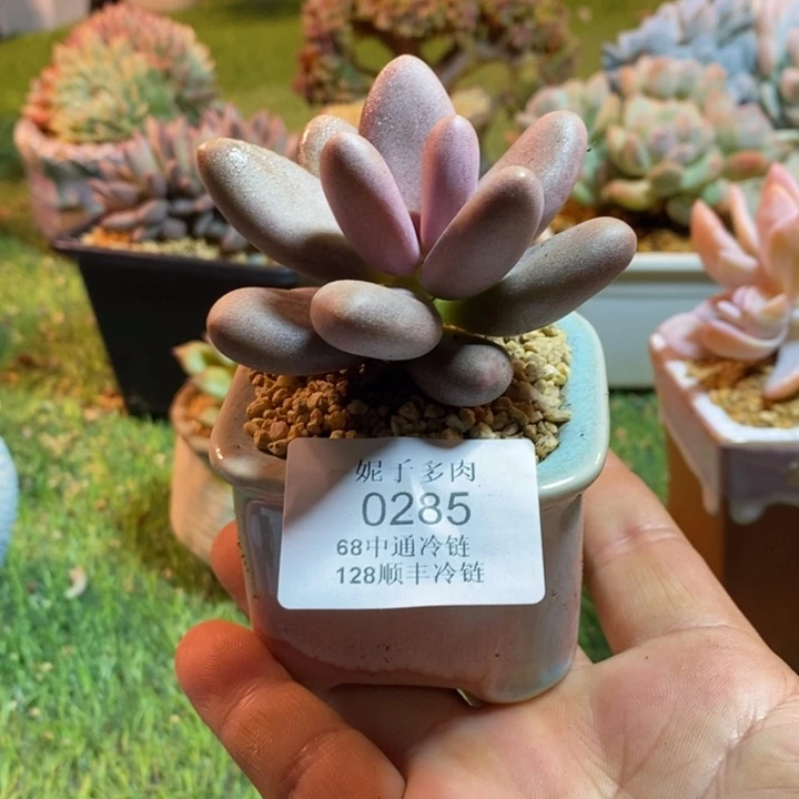 0285啊啊啊啊啊啊啊啊啊