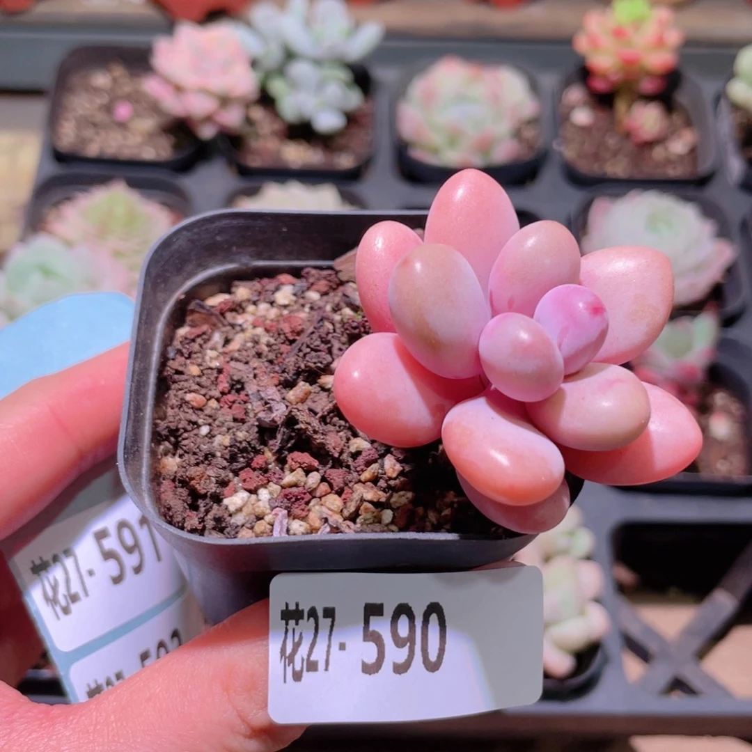 花利美27-590桃蛋