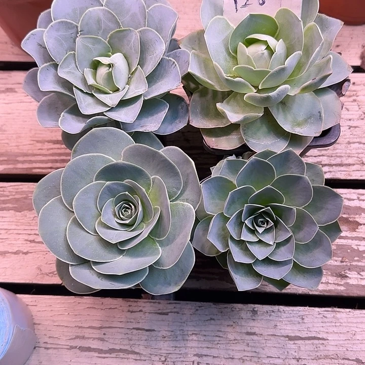 山地玫瑰一物一拍1281带盆发