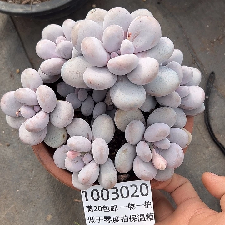 1003020 原始奶酪群生9头