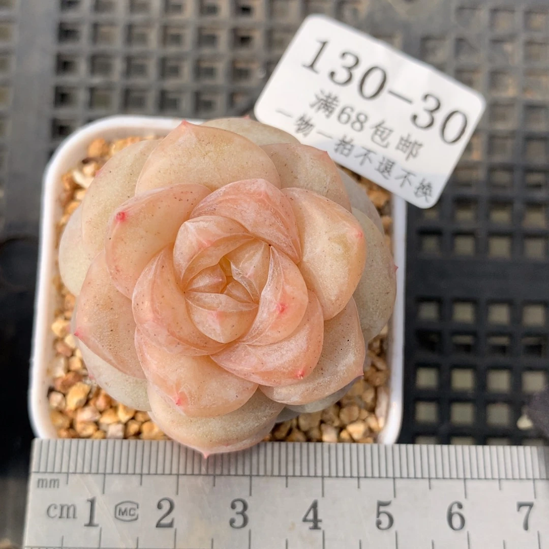 30。妃子笑。糖心多肉。