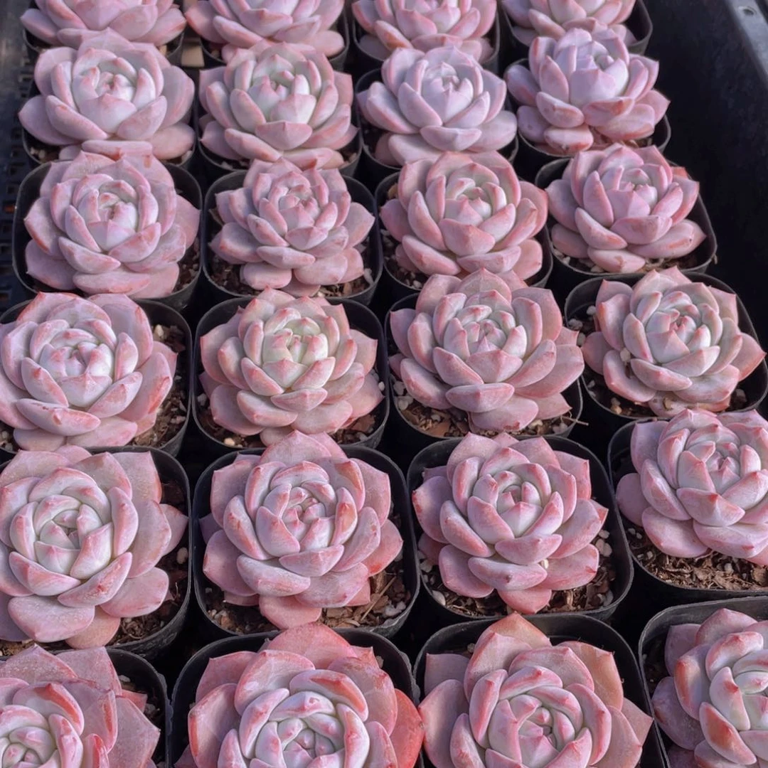 量拍33号 梦橙单头一个