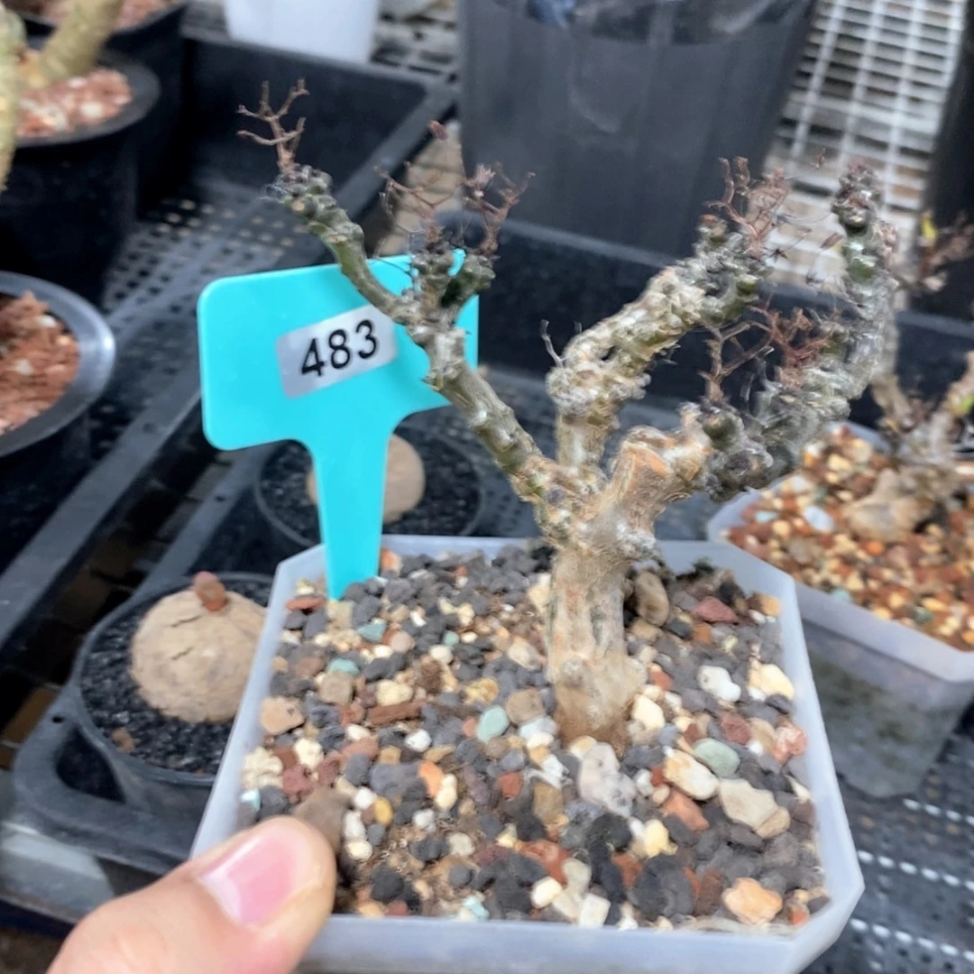 黑曼巴多肉植物一个