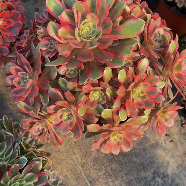 00000000080浣纱000