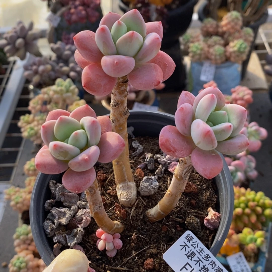 樱花洛神431/10cm有砍