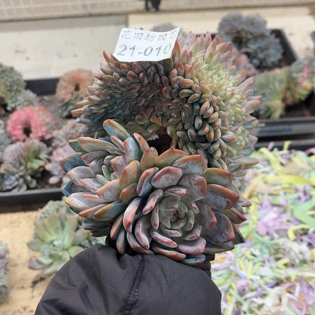 熙***@21.010星影树缀一个