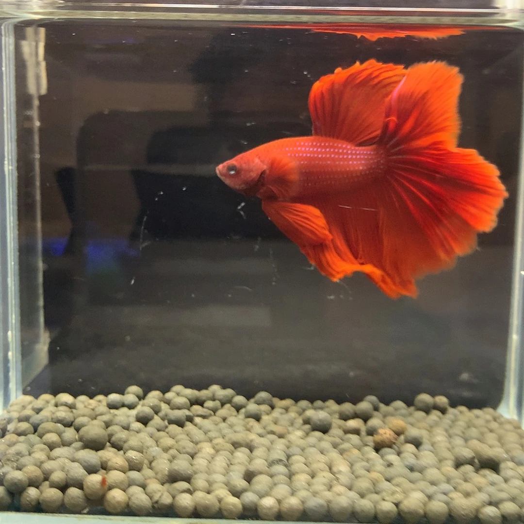 海水鱼七弟泰国斗鱼3