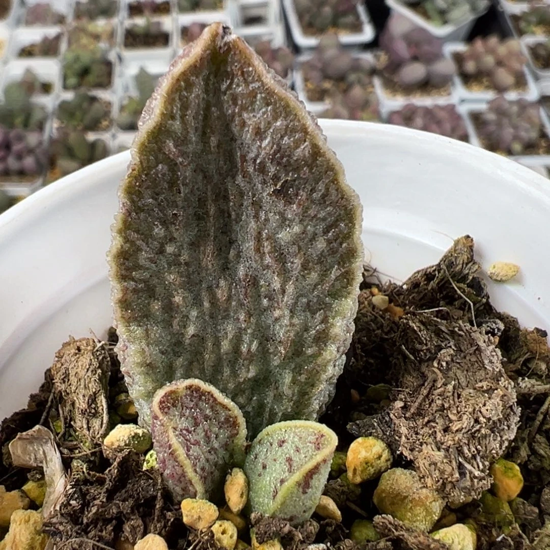 特价有点疤酒红猪肝大苗多肉植物