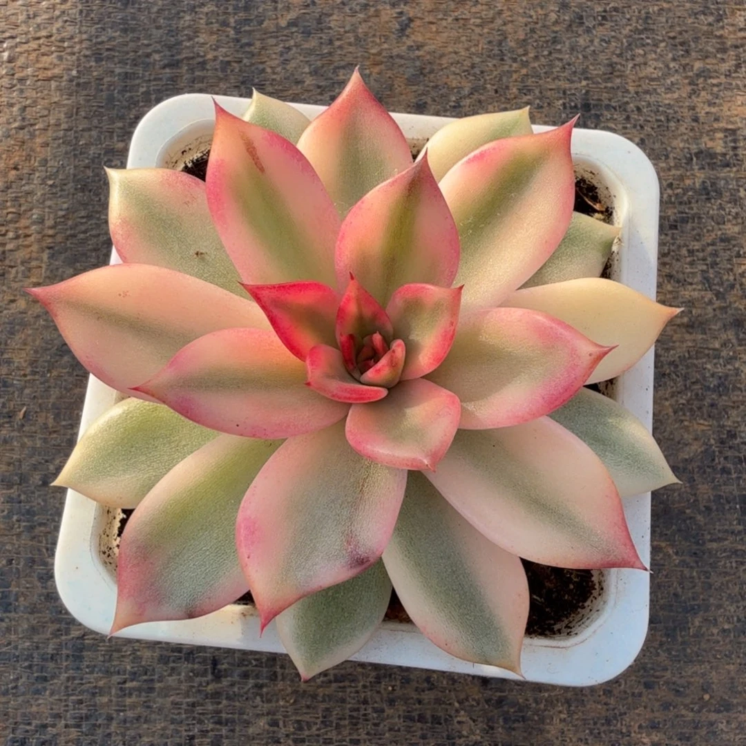 火焰山锦锦上园艺一物一拍