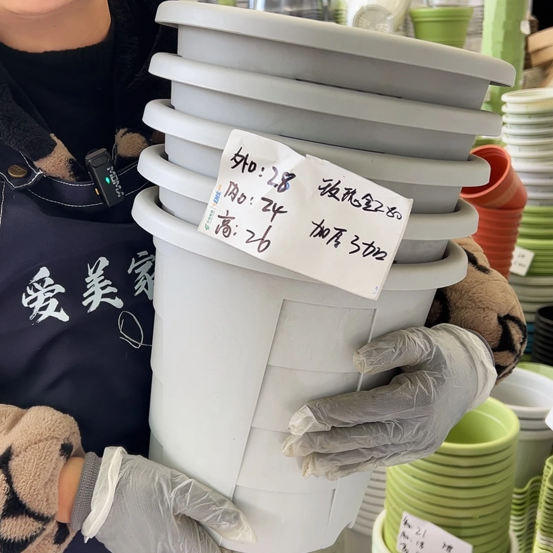 玫瑰280#灰白色5个无托