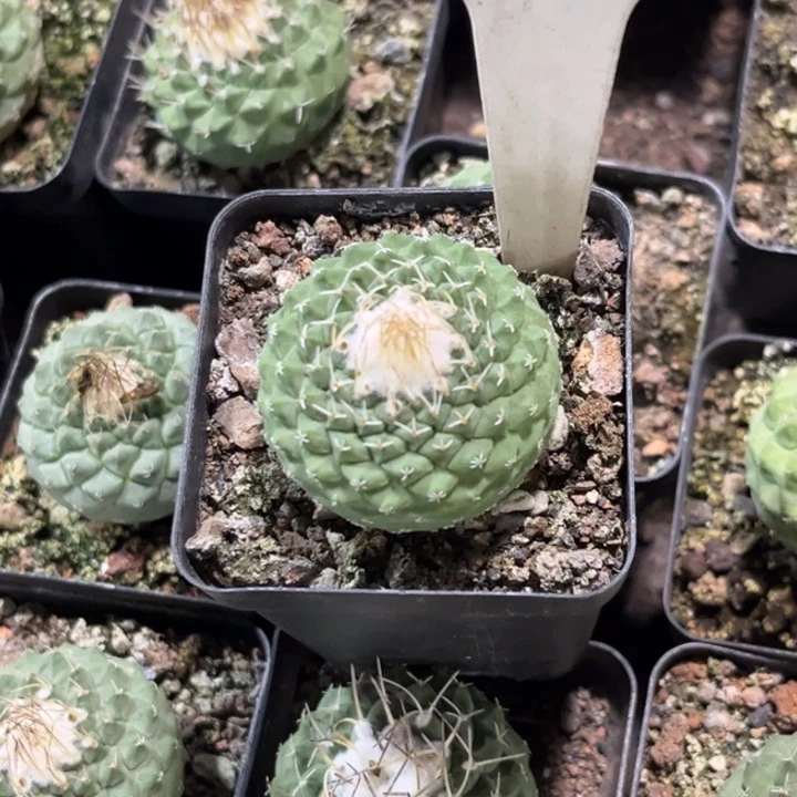 无花朵蓝***Y538实生菊水好养皮实