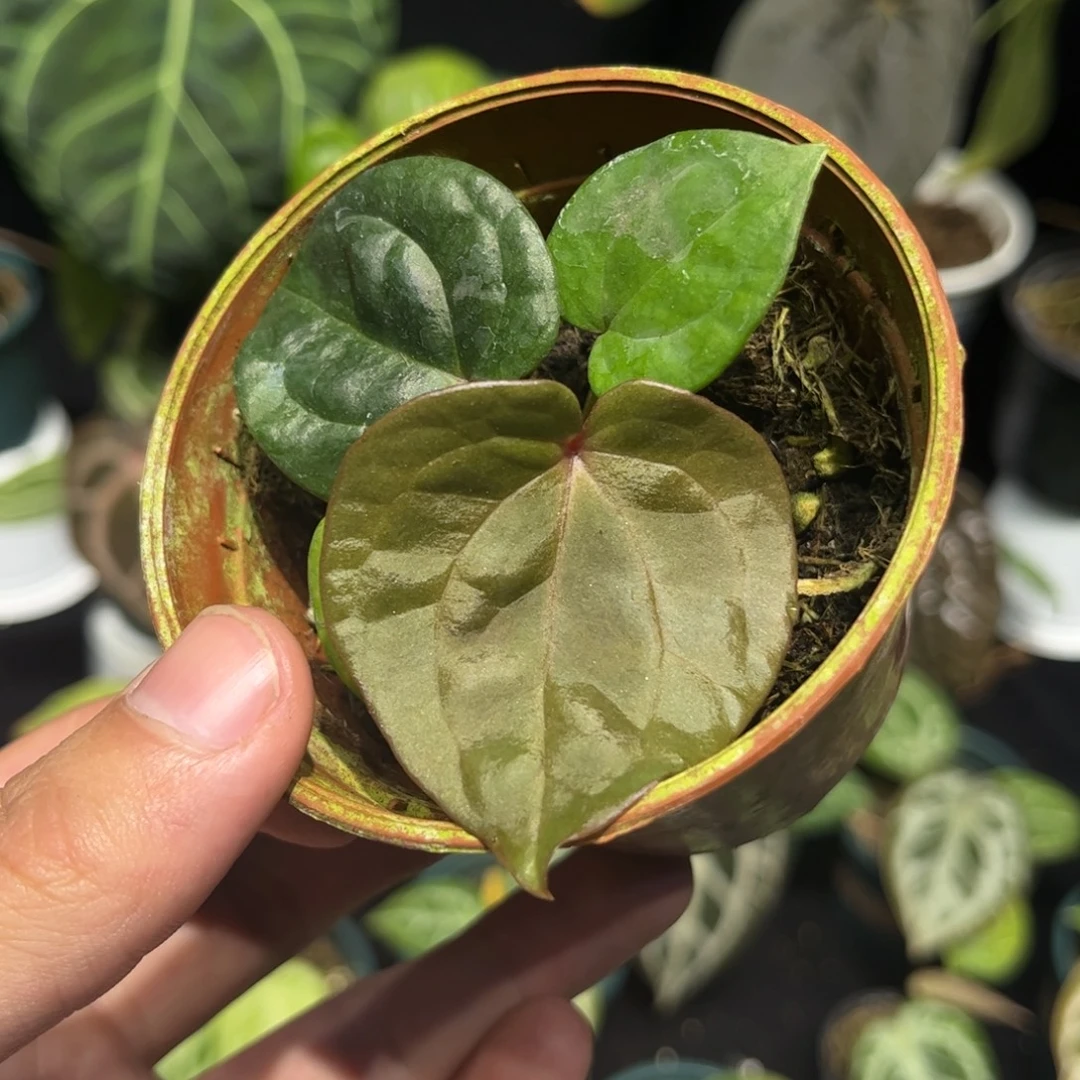 不开花植物紫水晶杂奢华