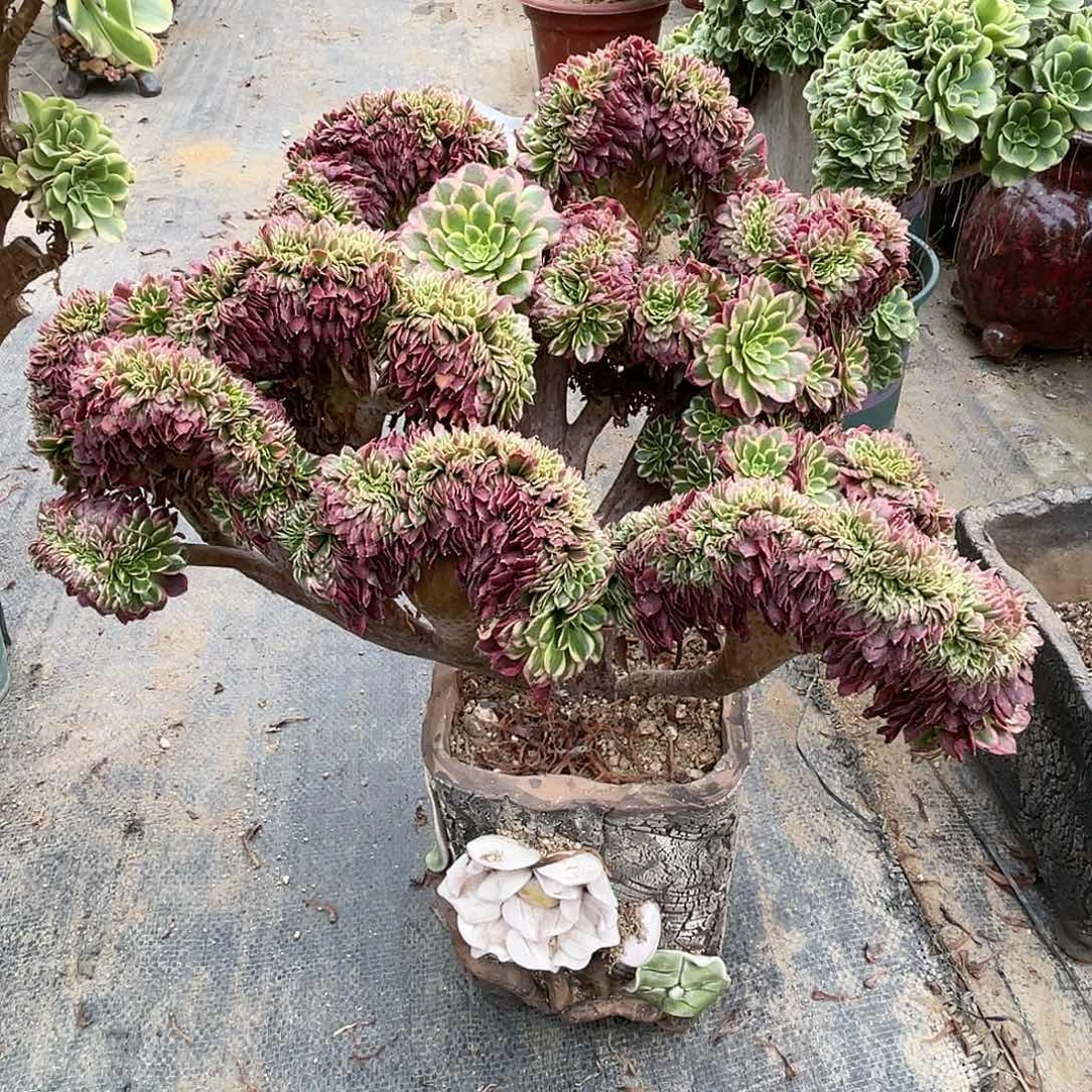 【闪购商品】无花朵朝霞