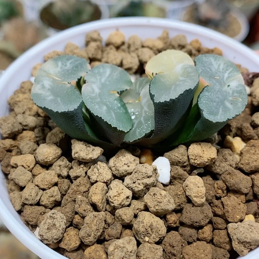 【闪购商品】81冰湖玉扇锦