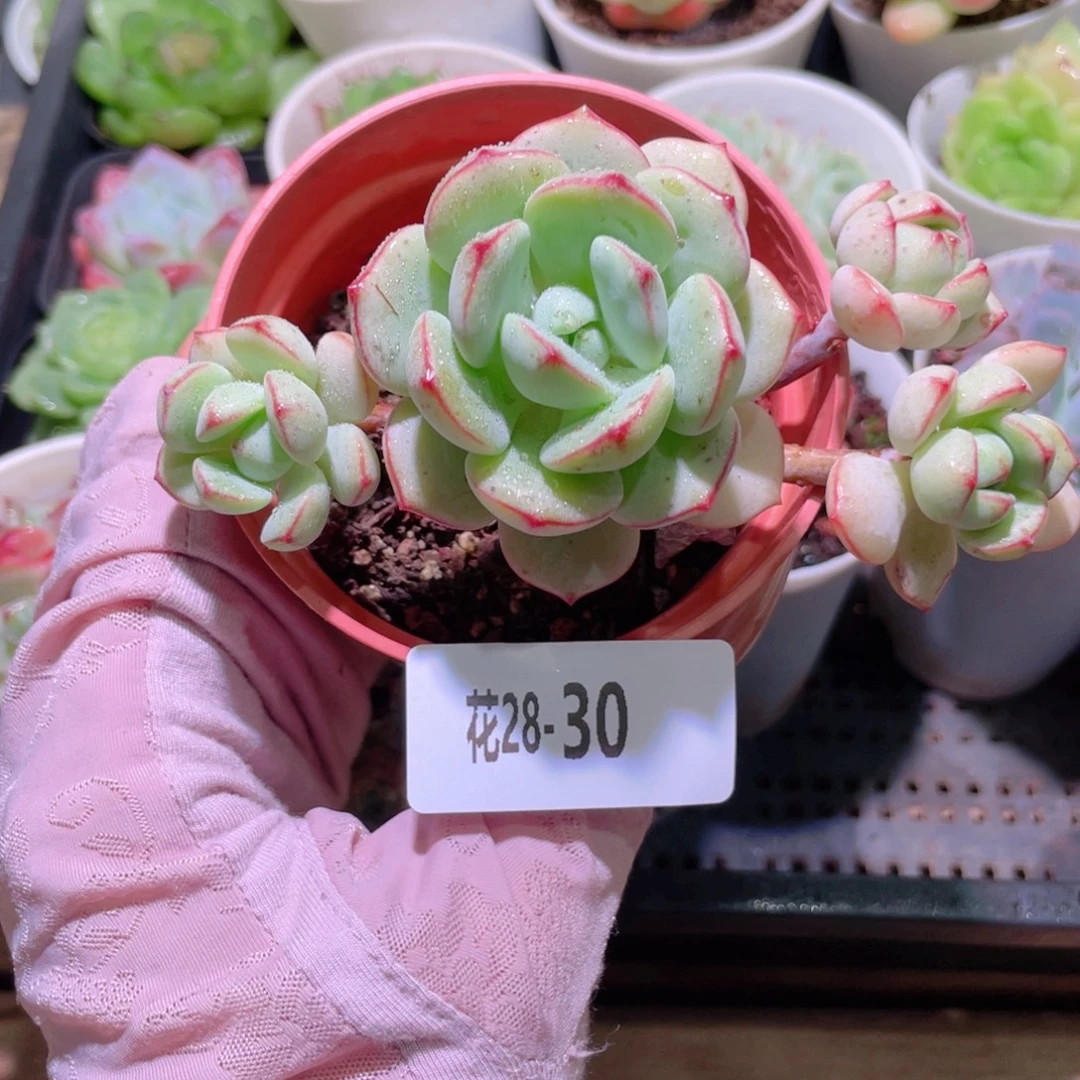 花利美28-30香草群