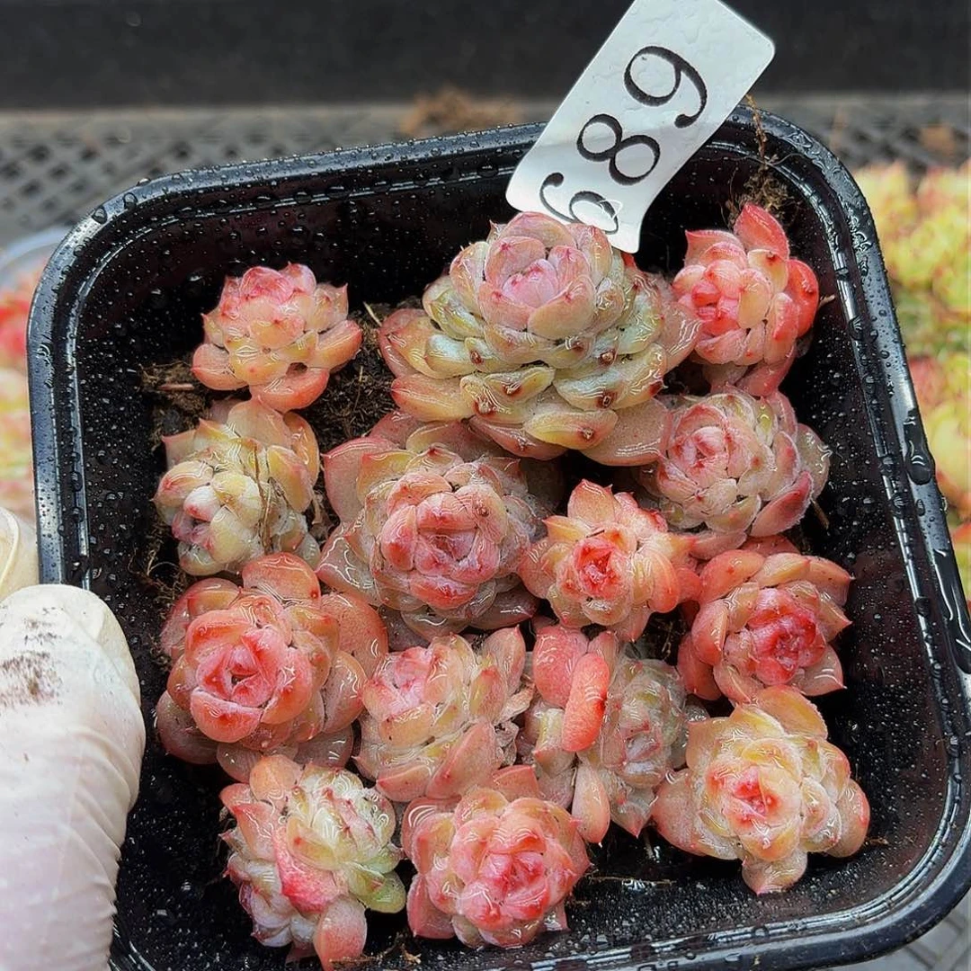 多肉植物多肉植物689