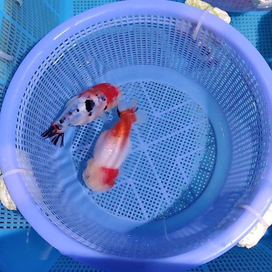 金鱼106兰寿两只特价顺丰包邮