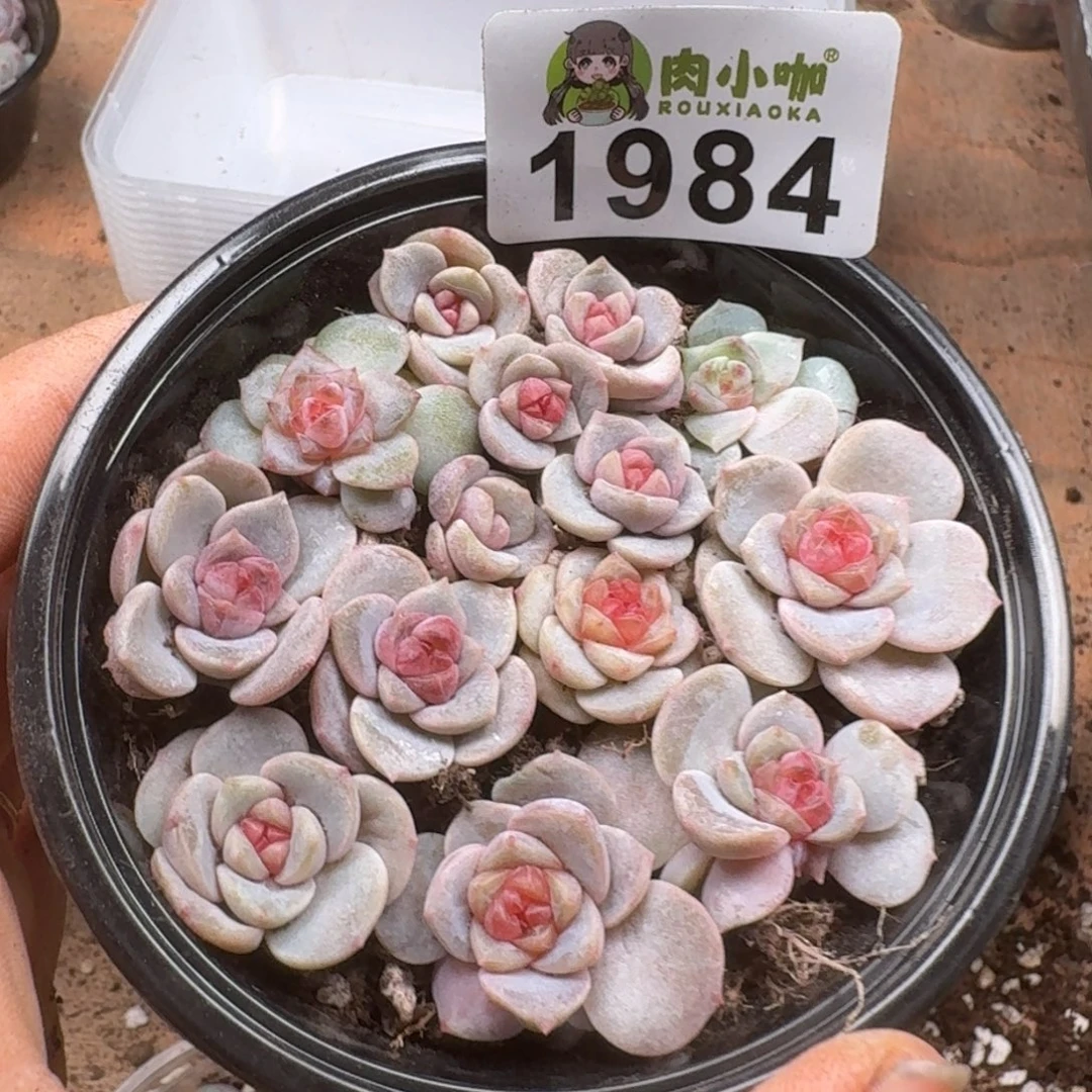 多肉植物多肉植物