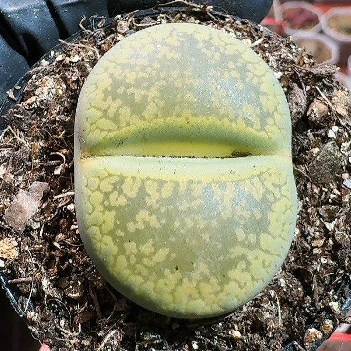 生石花122544。 278