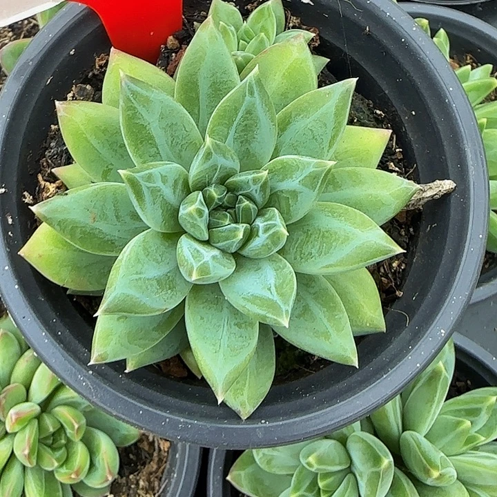 美人019多肉植物，