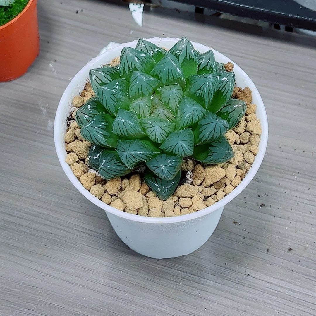 雪钻玉露一勿一拍