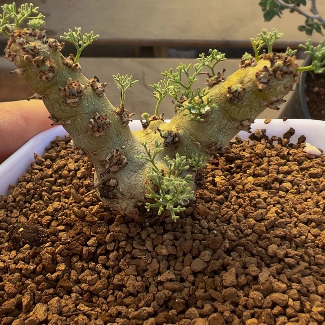 白皮月界母本带盆多肉