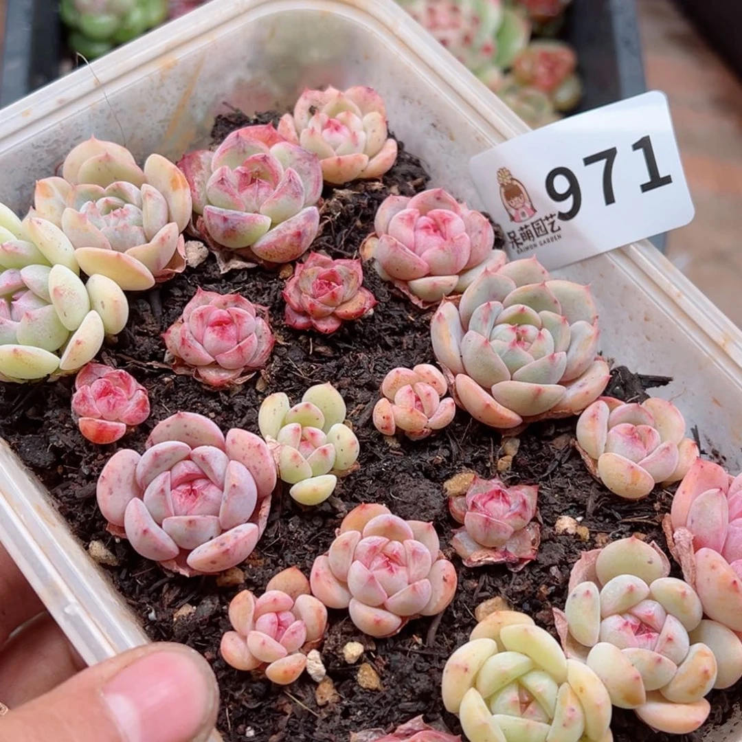 多肉植物多肉植物