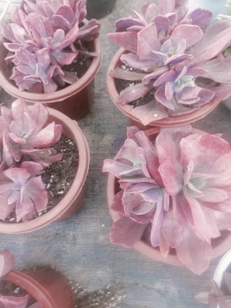 多头钻石锦多肉植物