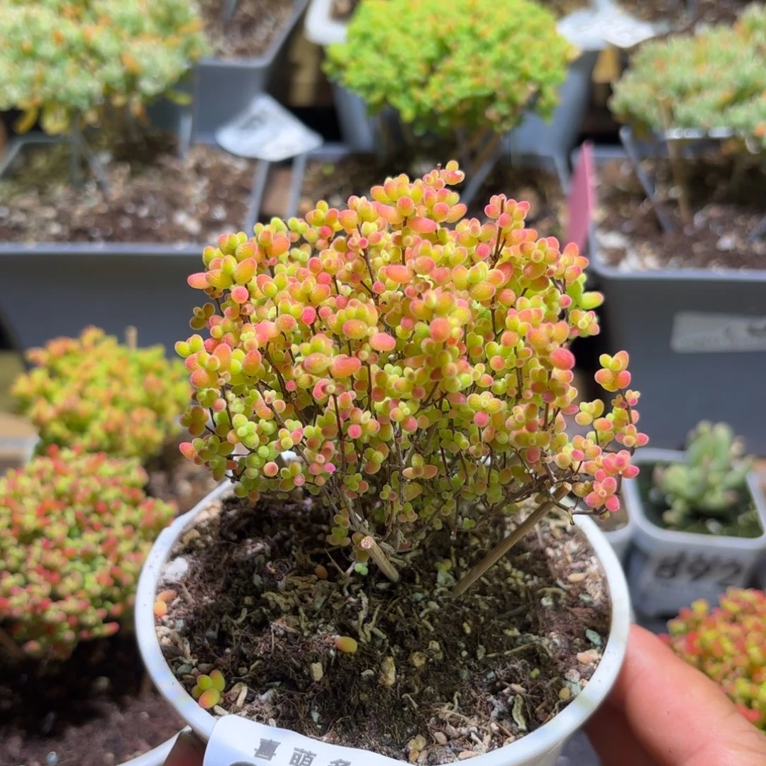 l***g枝干番杏福利全状态金桔934