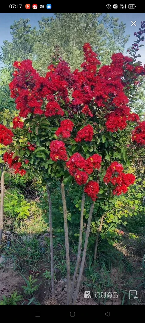 一物一拍、原生老桩苗.耐寒耐高温品种