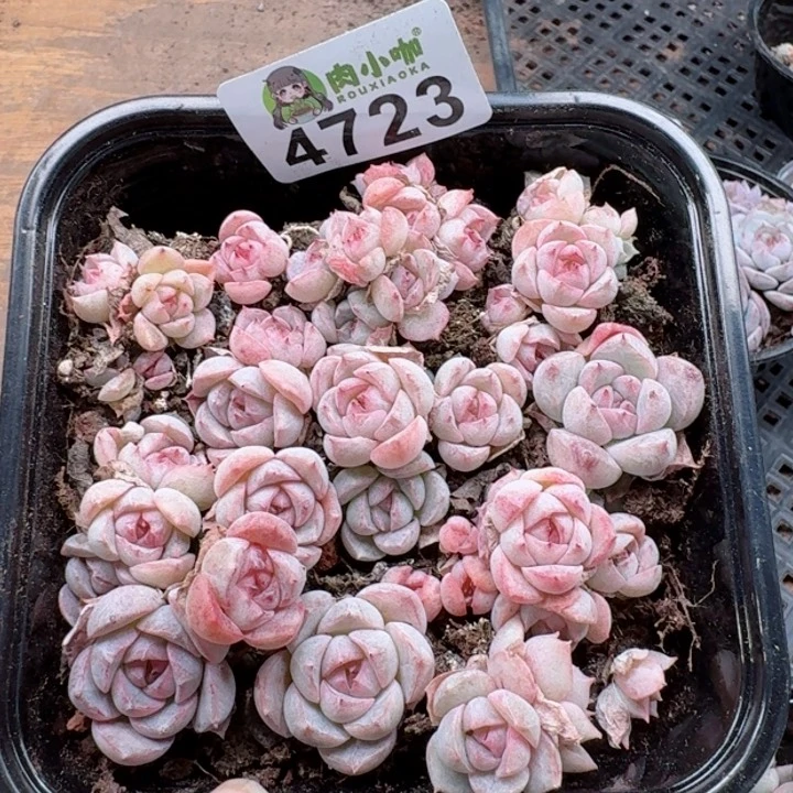 多肉植物多肉植物