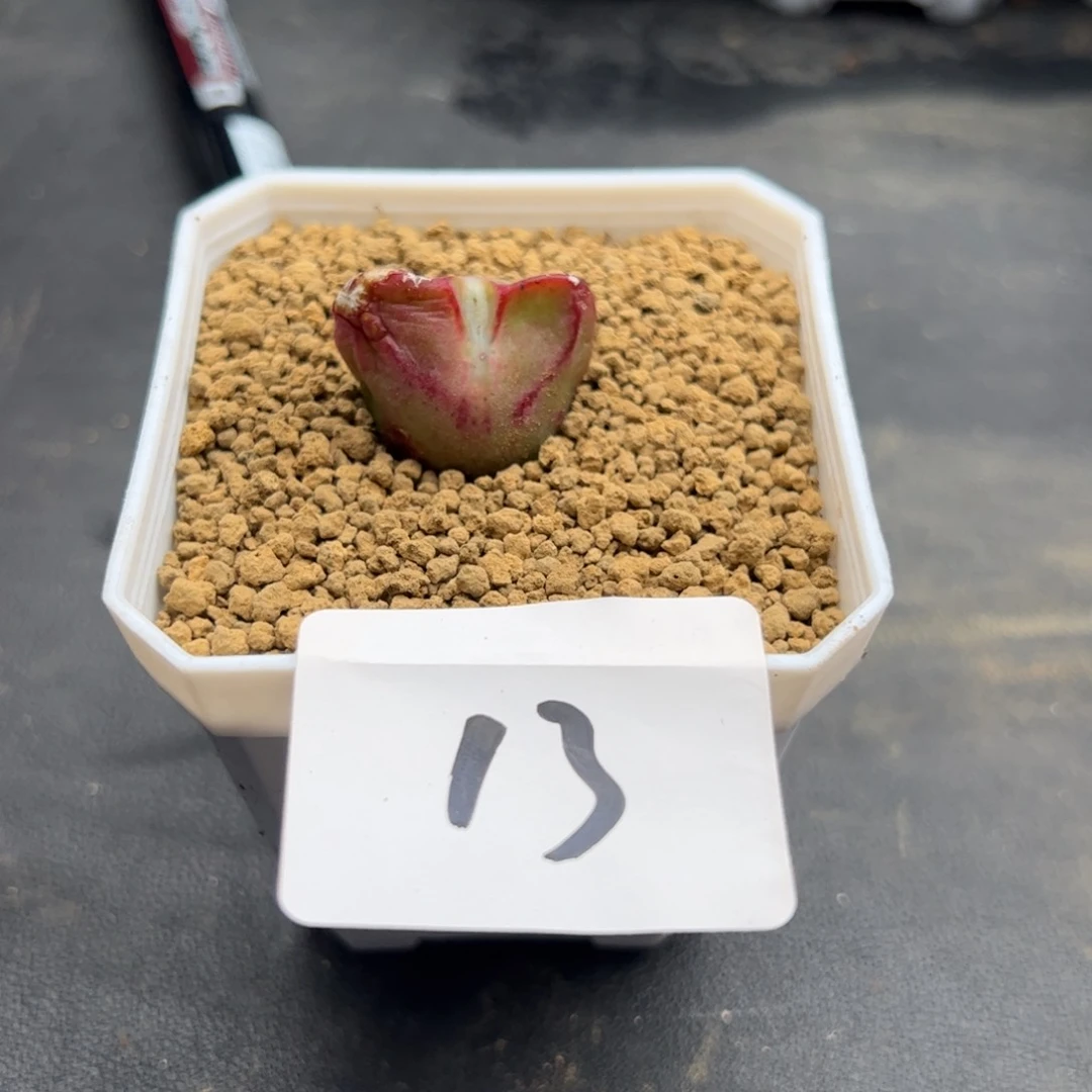 用****26.7将杂多肉植物13