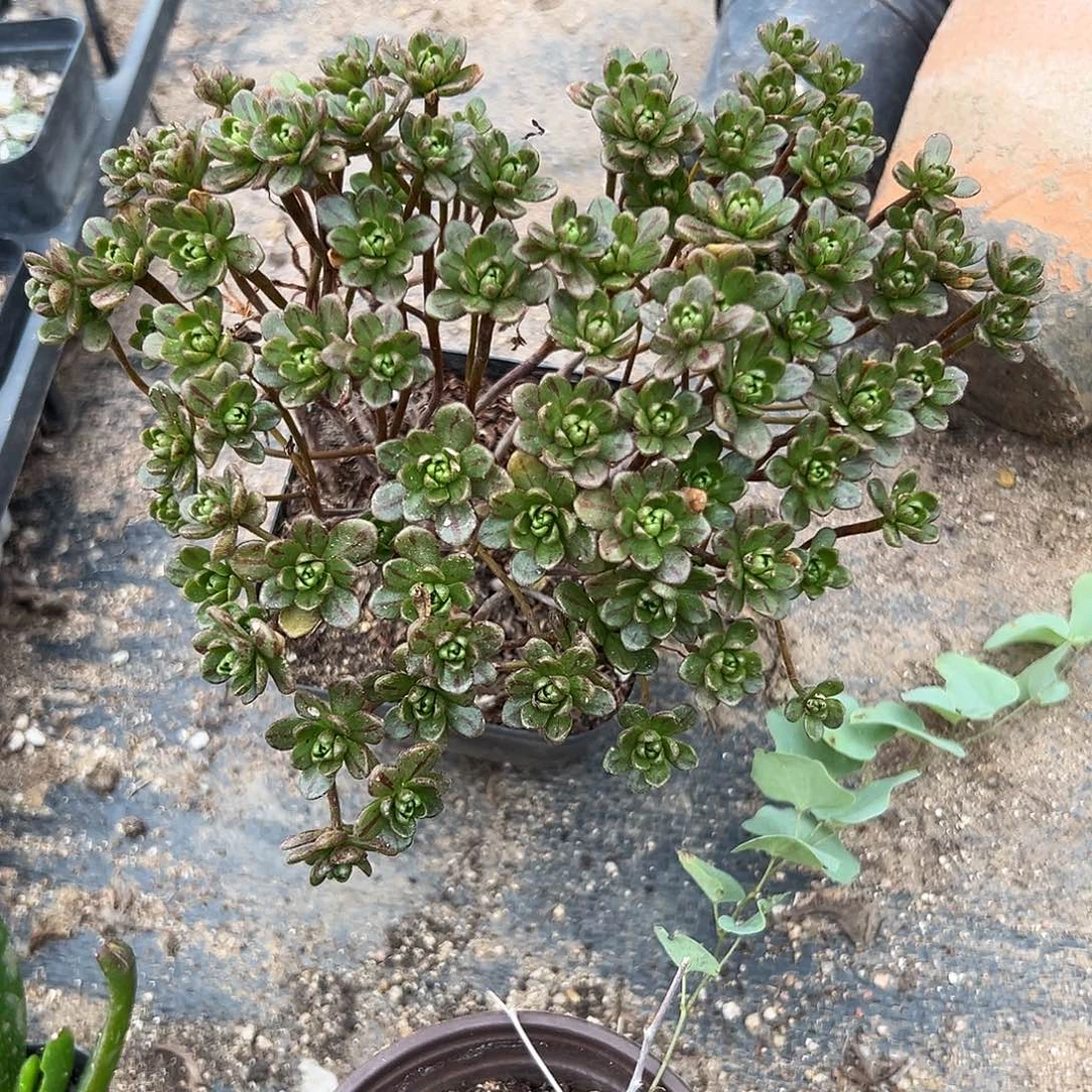 多肉植物小人祭群