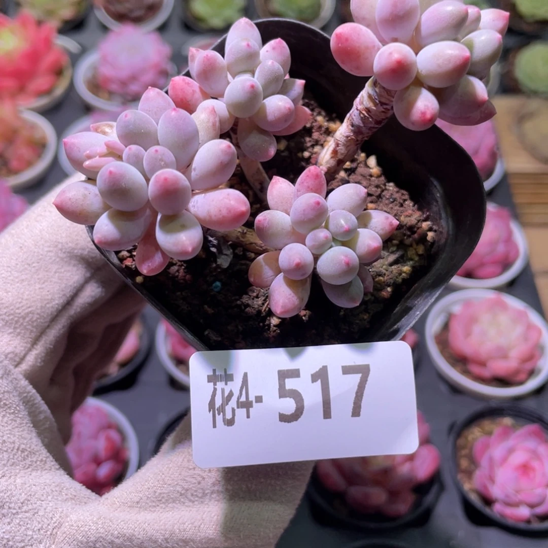 花利美4-517婴儿手指