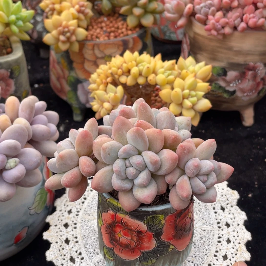 香水多头控养（老桩）