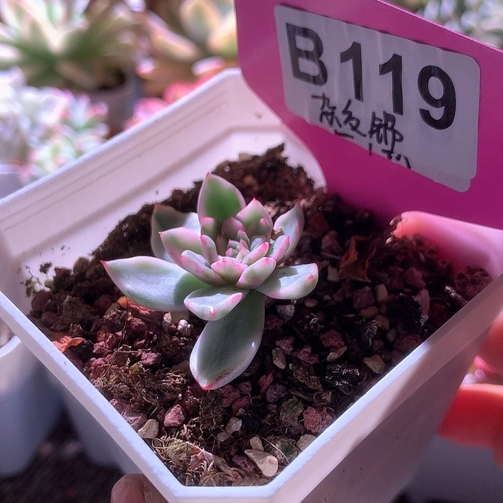 杂交锦有根有根有根