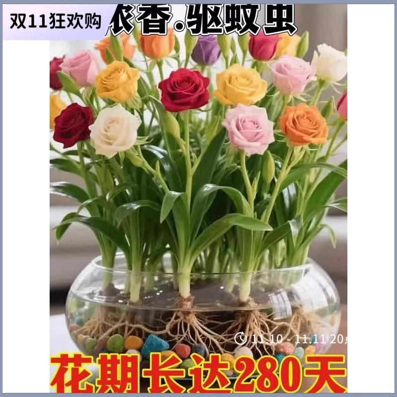 【拍一发10】水培玫瑰花球根驱蚊虫浓香重瓣耐热花卉绿植盆栽zss1