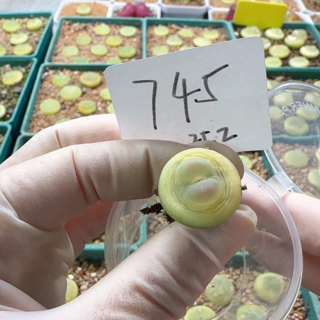 檐**铃多肉多肉多肉2025-745