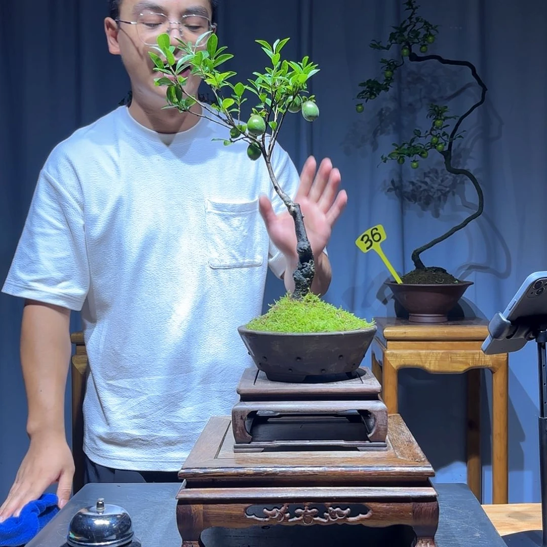 彼***～无花朵金弹子是真的好看