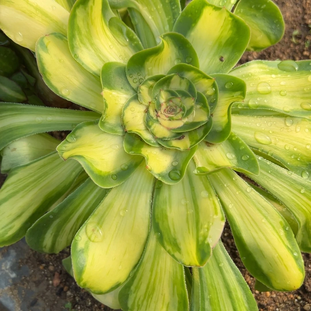 18暴君多肉植物直紫