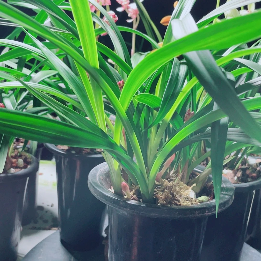 酒***袋完全开放一物一拍漂亮开花